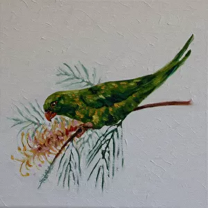 Australian Scaly-breasted Lorikeet Trichoglossus chlorolepidotus Feeding on Grevillea Flower Oil Painting