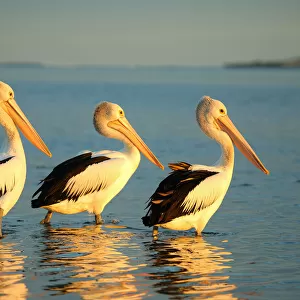 Birds Canvas Print Collection: Pelicans