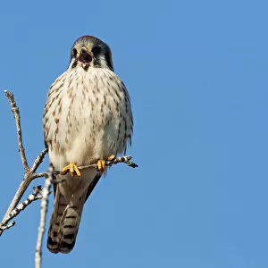 American kestrel vocalizing