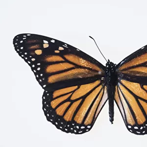 Butterfly on white background