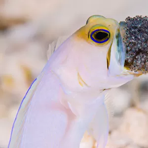 Cayman Jawfish with eggs