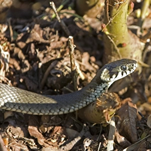 Grass snake -Natrix natrix- in the water, Lake Balaton