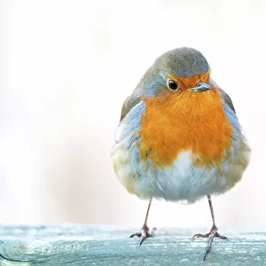 The Grumpy Robin Redbreast