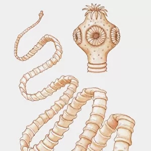 Worms Jigsaw Puzzle Collection: TapeWorm