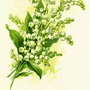 Botanical illustrations Poster Print Collection: Floral illustrations