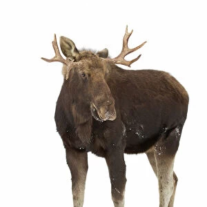 Cervidae Framed Print Collection: Moose