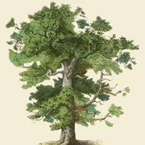 Popular Themes Jigsaw Puzzle Collection: Trees