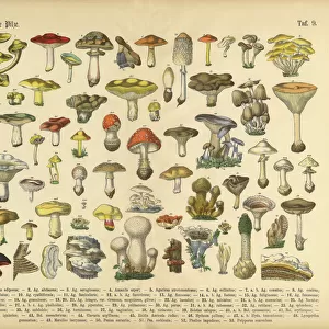 Botanical Illustrations Premium Framed Print Collection: Book of Practical Botany