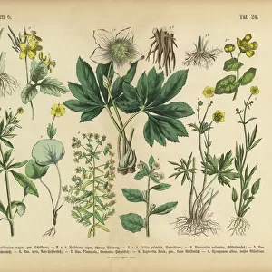Botanical illustrations Poster Print Collection: Nature-inspired artwork