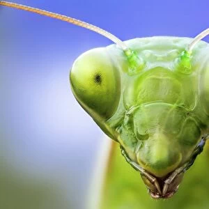Insects Jigsaw Puzzle Collection: Praying Mantis