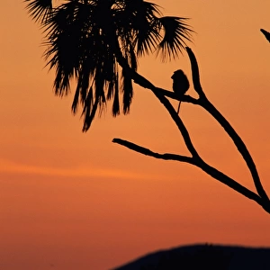 Silhouette of lone chacma baboon (Papio ursinus) in palm tree