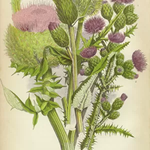 Botanical illustrations Photographic Print Collection: Floral artwork
