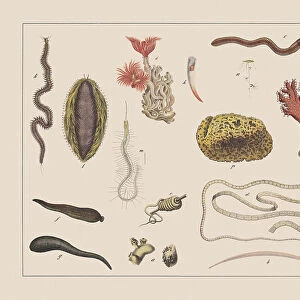 Worms Jigsaw Puzzle Collection: Guinea Worm