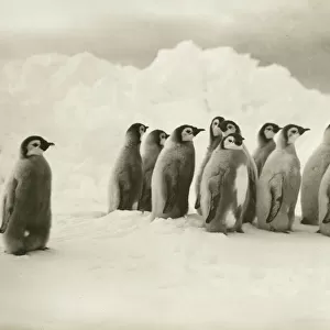 Penguins Premium Framed Print Collection: Emperor Penguin