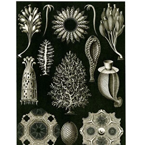 Sponges Photographic Print Collection: Related Images