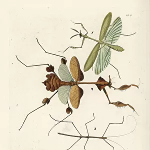 Insects Pillow Collection: Walkingsticks