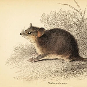 Mammals Poster Print Collection: Burramyidae