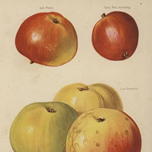 Irish Peach, Early Red Joanetting, Lord Grosvenor, Stirling Castle, Yorkshire Beauty (chromolitho)