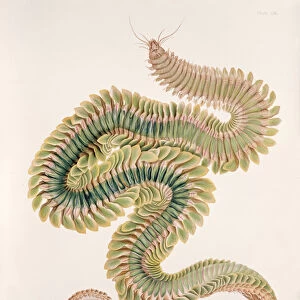 Worms Framed Print Collection: Ribbon Worm