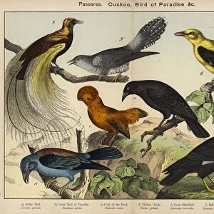 Birds Pillow Collection: Cuckoo Roller