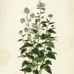 Perennial honesty, Lunaria rediviva, Lunaire vivace