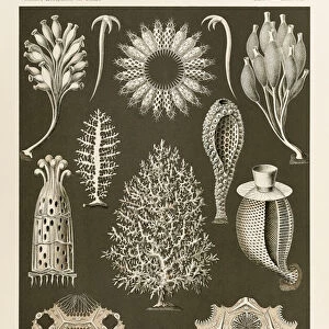 Sponges Photographic Print Collection: Calcareous Sponges