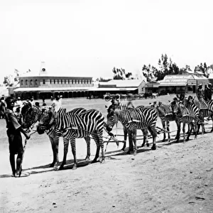 Zebra-Drawn Cart, c. 1890 (b / w photo)