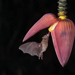Phyllostomidae Canvas Print Collection: Orange Nectar Bat