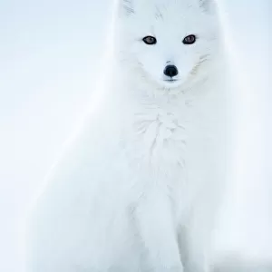 Mammals Pillow Collection: Arctic Fox