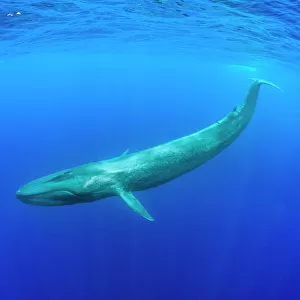 Mammals Framed Print Collection: Blue Whale