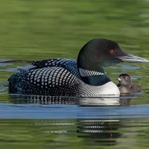 Birds Photographic Print Collection: Loons