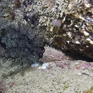 Crevice sea cucumber (Aslia lefevrei) in rock crevice, Channel Isles, UK, April