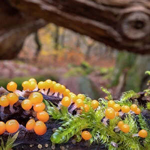 Eggs of Salmon slime mould (Trichia decipiens) fruiting bodies covering a moss-covered Oak limb. Each orange sphere seen here is approximately 0. 7mm across, Padley Gorge, Derbyshire, UK. November