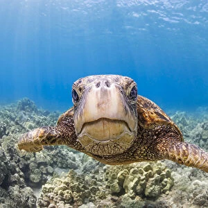 Green sea turtle (Chelonia mydas) swimming over a reef, portrait, Hawaii, Pacific Ocean. Endangered