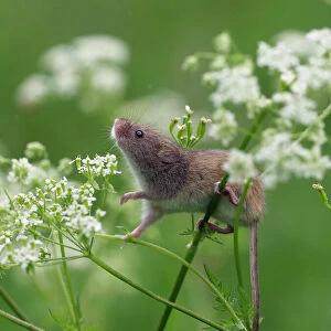 Muridae Jigsaw Puzzle Collection: Eurasian Harvest Mouse