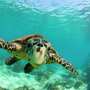 Aquatics Photo Mug Collection: Sea Turtles