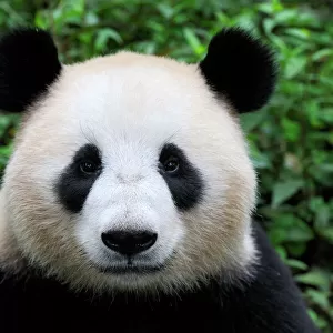 China Heritage Sites Mouse Mat Collection: Sichuan Giant Panda Sanctuaries - Wolong, Mt Siguniang and Jiajin Mountains