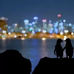 Little blue penguin (Eudyptula minor), two standing on rocks at night