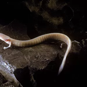 Salamanders Collection: Climbing Salamanders
