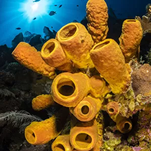 Sponges Photo Mug Collection: Horny Sponges