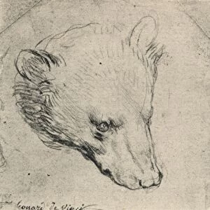 Mammals Pillow Collection: Black Bear