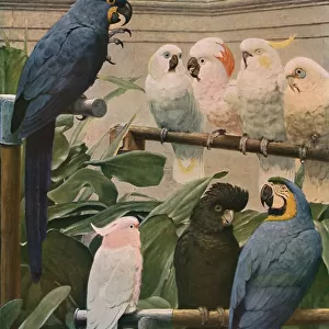 Birds Canvas Print Collection: Parrot