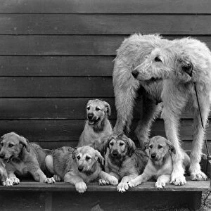 Fall / Wolfhound / 1938