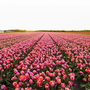 View over Pink Tulip Fields at Sunset in Spring, Ruigenhoek, South Holland, Netherlands