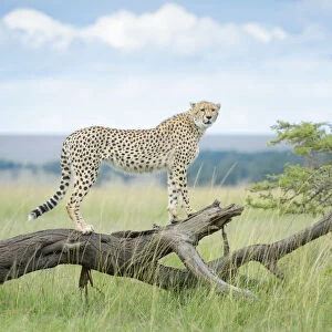 : Cheetahs