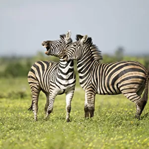 : Zebras