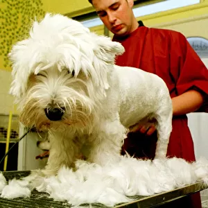 Canine Design Grooming Parlour Donaghadee Oct 1997 Aaron Brown helps Peggy Lose a