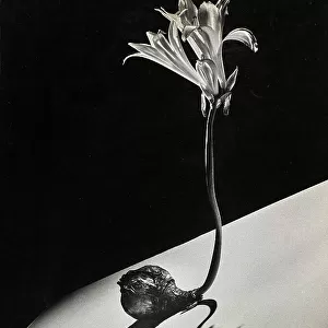 "Bulbo en flor". A lily bulb in bloom palced on a white inclined surface