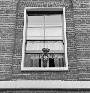 Islington Poster Print Collection: Boxer dog a072878