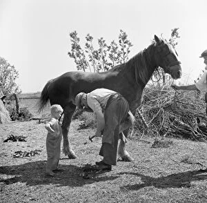 Hallam Ashley Collection (1931-1980) Jigsaw Puzzle Collection: Farrier, Cambridgeshire a98_10862